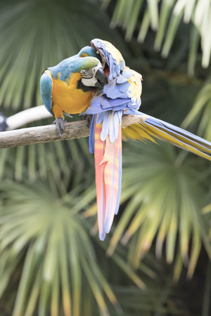ara macaw parrot