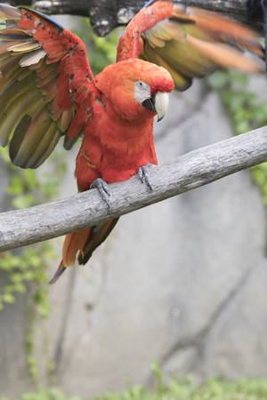 ara macaw parrotの写真素材