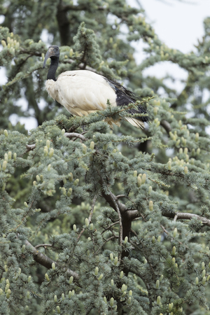 sacred ibis nileの写真素材