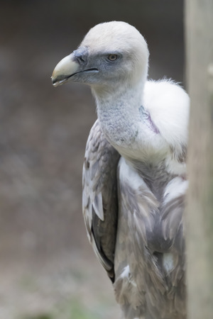 vulture snowの写真素材