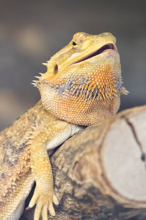 red teguの写真素材