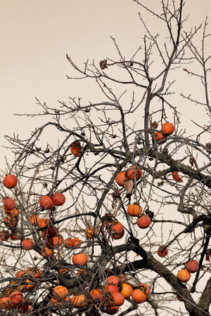 ripe persimmonsの写真素材