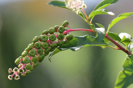 Pokeweed or arboreal Turkish Grapesの写真素材