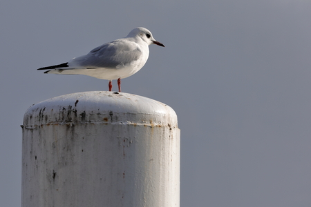 seagul
