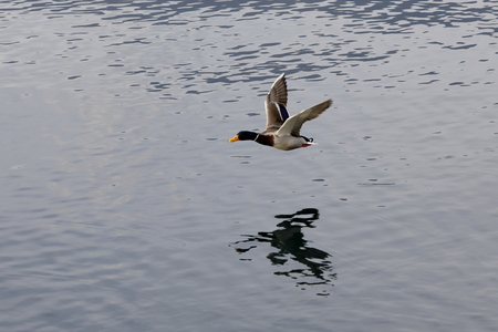 mallard in flightの写真素材