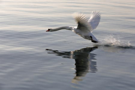 real white swan in flightの写真素材