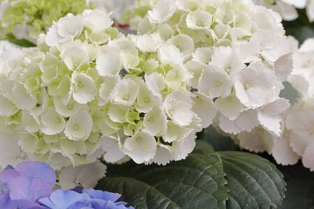 hydrangea