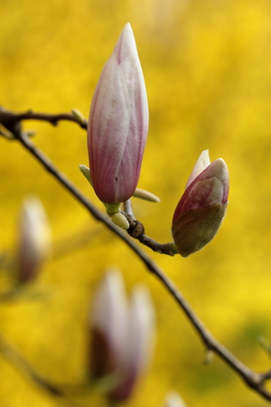 Magnolia liliiflora 'Susan'の写真素材