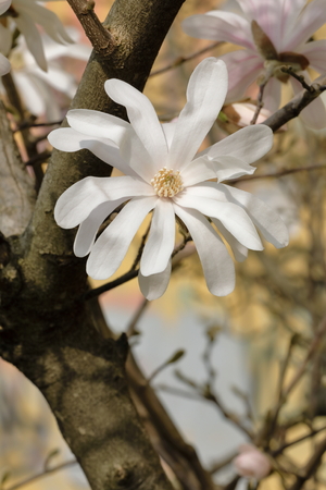 White stellate magnoliaの写真素材