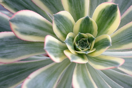 succulent plantの写真素材