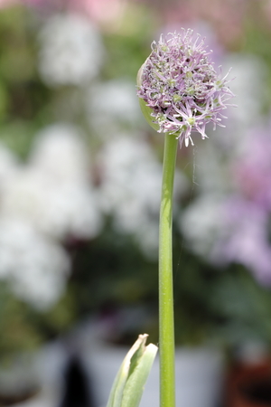 Allium stipitatumの写真素材