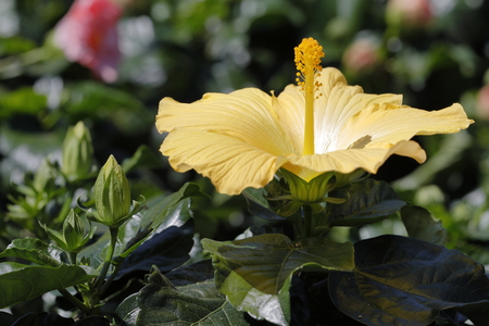 A yellow surfinia extends its pistils to the sunの写真素材