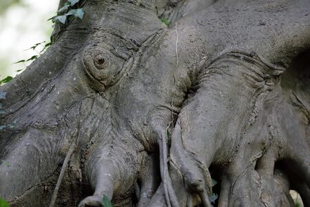 Roots of a tree or head of an octopusの写真素材