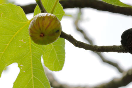 The fig hangs on the branch waiting to mature