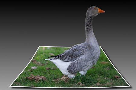 Goose pilgrim at 3d out of boundsの写真素材