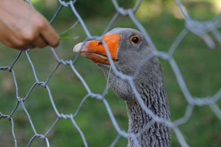 Close-up of goose head profileの写真素材
