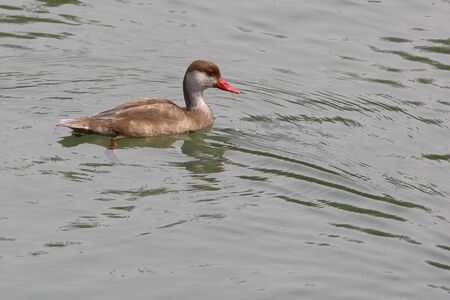 Male Red Crested Pochard in eclipse plumageの写真素材