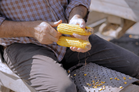 hand maize processing after harvestの写真素材