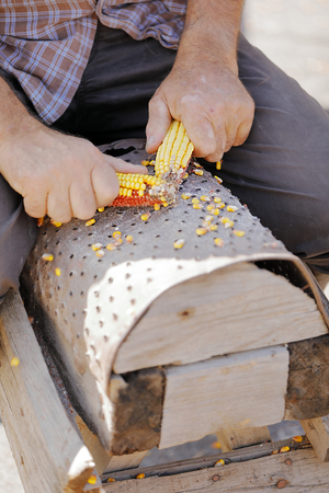 hand maize processing after harvest