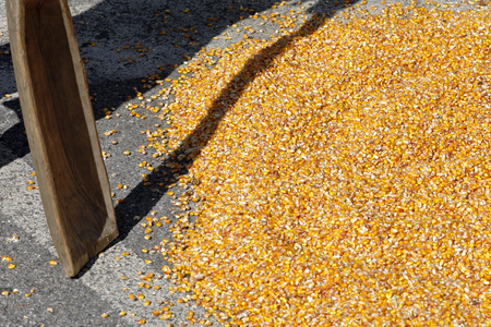 hand maize processing after harvest