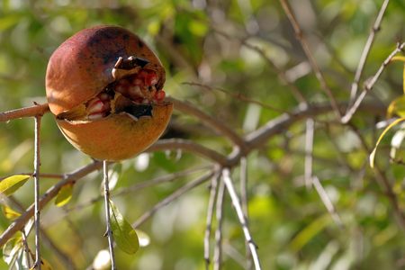pomegranateの写真素材