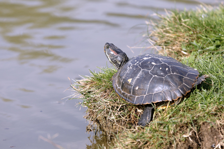 freshwater turtles (Trachemys Scripta Scripta)の写真素材
