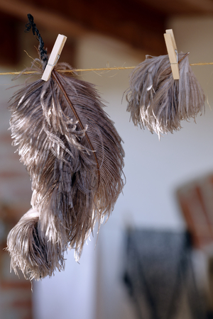 ostrich feathers hanging by a threadの写真素材