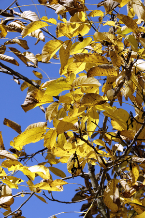 leaves yellowed in autumn among the branches of the treeの写真素材