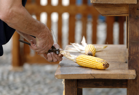 craftsman who intersects the leaves of a corn cobの写真素材