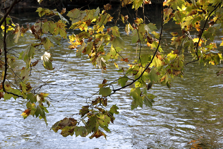 branches of a tree with colorful autumn leaves on the banks of the riverの写真素材