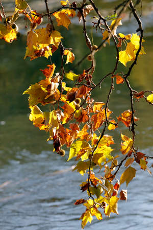 branches of a tree with colorful autumn leaves on the banks of the riverの写真素材