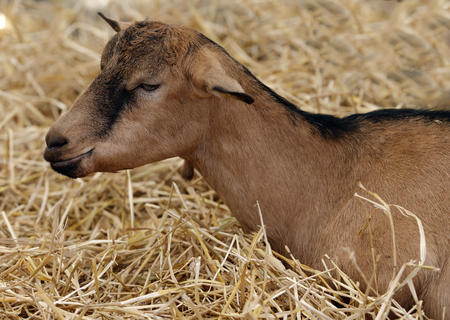 close-up of the camosciata goat of the Alpsの写真素材
