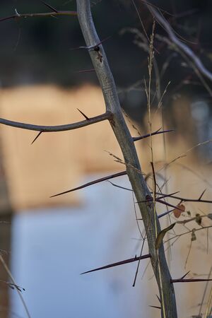 long thorns of a branch in winterの写真素材
