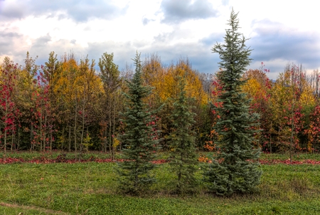 autumn and its colors among the plants in the countrysideの写真素材