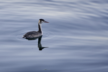 Red-necked grebe lake birdの写真素材