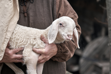 a small lamb in the shepherd's armの写真素材