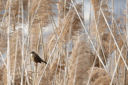 a small sparrow in the canebrake on the lakeの写真素材
