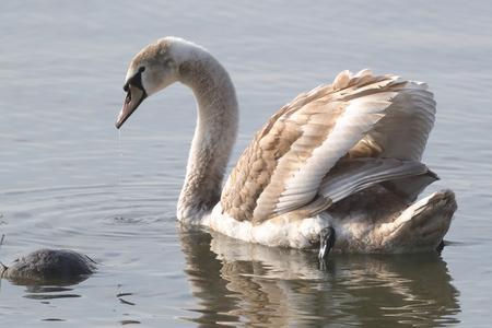a mute swan Cygnus olor swims in the lakeの写真素材