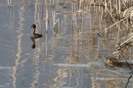 a small grebe - (tachybaptus ruficollis) swims in the reeds of the lakeの写真素材