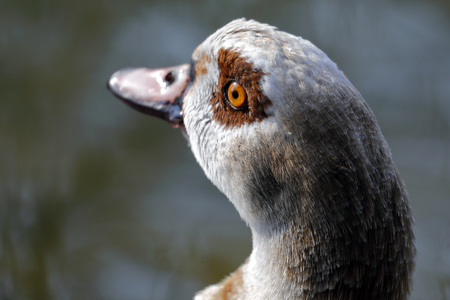 an egyptian goose on the lake shore - alopochen aegyptiaca