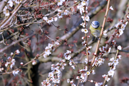 a tom tit cyanistes caeruleus perched on the branches of a treeの写真素材