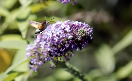 The sphinx of the gallium or sphinx hummingbird (Macroglossum stellatarum) sucking the nectar of the flowers of a Buddleia - Buddleja alternifoliaの写真素材