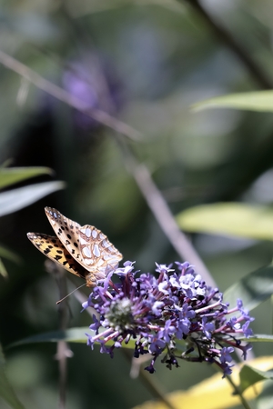 Malachite Butterfly (Siproeta stelenes)sucking the nectar of the flowers of a Buddleia (Buddleja alternifolia)の写真素材