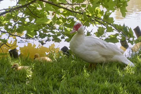 a mute duck (cairina moschata) rests on a boulder in the middle of the pond with his chicksの写真素材