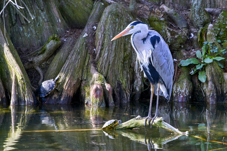 a gray heron on a root that protrudes above the water of the pondの写真素材