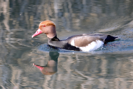 a colorful netta rufina (fischione turco) swims in the small lakeの写真素材