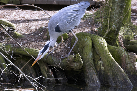 a gray heron on a root that protrudes above the water of the pondの写真素材