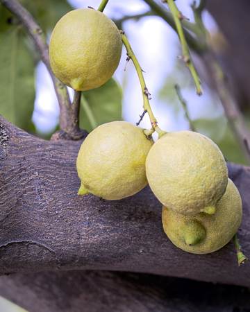 yellow lemons hanging from the branch of the treeの写真素材