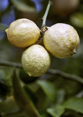 yellow lemons hanging from the branch of the treeの写真素材