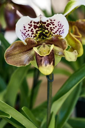 orchid flower (paphiopedilum insigne) closeup photoの写真素材